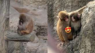 O macaco Punch conquistou o mundo todo e há quem esteja acompanhando o seu dia a dia, torcendo para que o pequeno se adapte rapidamente