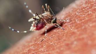 mosquito mansonia_depositphotos.com / tramontina