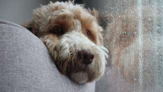 Veja sinais de ansiedade em seu pet