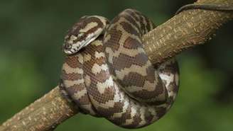 Ophidascaris robertsi é um verme nematódeo. Ou seja, é um parasita cilíndrico que normalmente vive no trato digestivo de cobras da espécie carpet python, muito comuns em algumas áreas da Austrália – depositphotos.com / dwiputra18@gmail.com