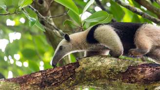 O tamanduá possui pele grossa e coberta por pelos densos e longos, que funcionam como uma barreira entre o corpo e os insetos – depositphotos.com / artush