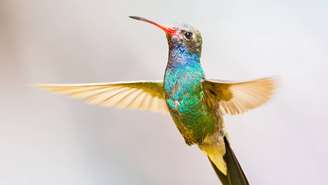 Ao buscar alimento nas flores de lavanda, o beija-flor transporta pólen entre as inflorescências, fortalecendo a polinização e mantendo o equilíbrio ecológico do ambiente – depositphotos.com / glassandnature