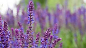 Estudos investigam seu potencial antioxidante, digestivo e até cognitivo, sempre com atenção às doses e contraindicações – depositphotos.com / tutye