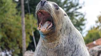 leão-marinho_depositphotos.com / gianliguori