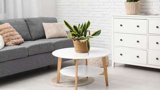 A utilização de vegetação não anula a necessidade de limpeza, organização e ventilação dos imóveis