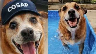 Entre 290 animais disponíveis para adoção no local, sendo 72 deles, idosos, o cachorro Gordo finalmente saiu da adoção e foi para um lar