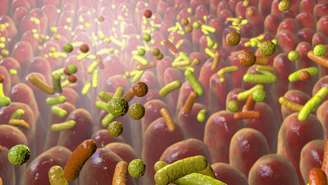 As bactérias probióticas são microrganismos vivos que, quando consumidos em quantidades adequadas, exercem efeitos positivos no organismo – depositphotos.com / katerynakon