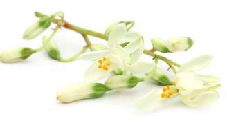 Proteínas carregadas positivamente das sementes da moringa atraem partículas plásticas, formando flocos que podem ser removidos com filtração simples, oferecendo alternativa verde aos químicos industriais – depositphotos.com / bdspn74