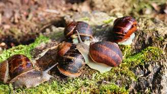 caramujos_depositphotos.com / nipa74