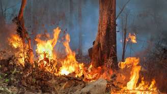 Em 2025, relatórios de diferentes estados brasileiros apontaram que uma parcela relevante dos incêndios em unidades de conservação teve início em áreas de acampamento, onde houve o abandono de fogueiras com brasas ainda ativas – depositphotos.com / toa55