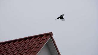 O nome do transtorno tem origem no latim Pica, que designa aves como a pega-rabuda, conhecidas pelo hábito de pegar e bicar objetos variados, brilhantes ou sem valor nutritivo – depositphotos.com / cristaldream