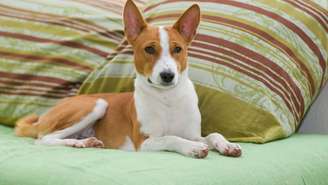 Basenji_depositphotos.com / yurikr