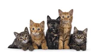 Arranhões de gatos, especialmente filhotes, podem transmitir bactérias do gênero Bartonella, responsáveis pela bartonelose – depositphotos.com / NynkevanHolten