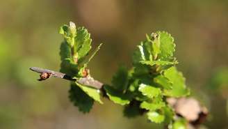 bétula-anã_depositphotos.com / jojoo64