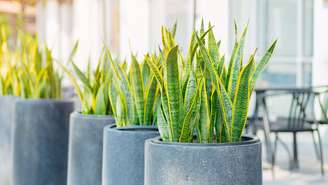 Descubra a planta que purifica o ar e produz oxigênio à noite, sendo a planta ideal para melhorar o sono e a saúde no quarto. –