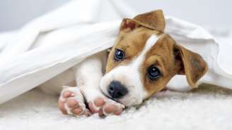 Ter um cachorro pode reduzir em 24% o risco de morte e melhorar saúde cardíaca