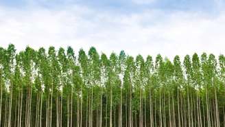 Eucalipto – depositphotos.com / wuttichok