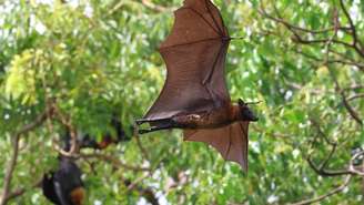O vírus Nipah virus é transmitido principalmente por morcegos frugívoros e pode causar sintomas respiratórios e neurológicos graves – depositphotos.com / Passakorn211