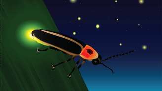 Bioluminescência é a capacidade de um ser vivo produzir luz a partir de reações químicas que acontecem em seu próprio organismo – depositphotos.com / macropixel