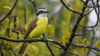 O bem-te-vi, conhecido cientificamente como Pitangus sulphuratus, pertence à família dos tiranídeos e ocorre em praticamente todo o território nacional – depositphotos.com / DHDeposit18