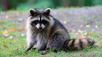 Estudo mostra que guaxinins continuam resolvendo desafios mesmo sem recompensa, revelando curiosidade e capacidade de aprendizado