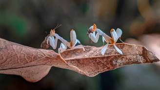 louva-a-deus-orquídea_depositphotos.com / budi.ccline.gmail.com