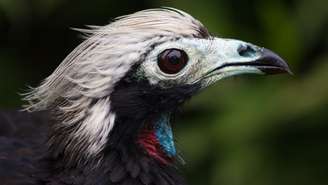 Perfil Brasil, jacutinga, Mata Atlântica, conservação ambiental, biodiversidade brasileira, Espírito Santo, Santa Teresa ES, preservação de espécies, fauna brasileira, meio ambiente Brasil