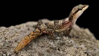 Lagartixas têm pele seca e escamosa, dedos adesivos e filhotes já parecidos com adultos – depositphotos.com / REPTILES4ALL