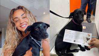 Cadelinha chamada Kim escapou da caixa de transporte no Aeroporto de Congonhas e correu pela pista; confira relato da tutora