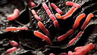 Uma flora intestinal saudável auxilia a manter a barreira intestinal íntegra, impedindo que partículas indesejadas passem para a corrente sanguínea em excesso – depositphotos.com / PRB ARTS