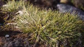 Capim-de-cabelo-antártico-depositphotos.com / Shnurochek13