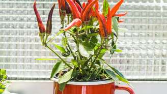 Confira plantas ideias que protegem a energia da sua casa