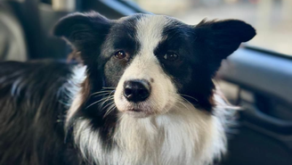 Cachorra é resgatada após passar ao menos dois dias em carro estacionado em Copacabana