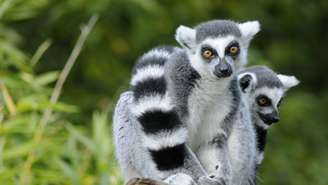 As substâncias químicas presentes nesses artrópodes podem afetar o sistema nervoso e provocar comportamentos agitados e incomuns – depositphotos.com / seewhatmitchsee