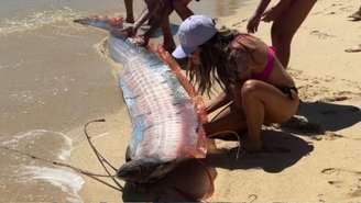 Turistas resgataram dois peixes