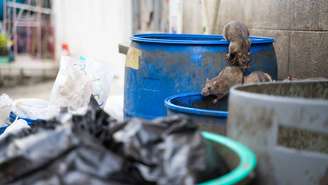 ratos_depositphotos.com / mr.younglek@gmail.com