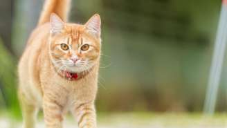 Estudo explica por que gatos conseguem cair de pé; entenda as características que ajudam os felinos a se orientarem no ar