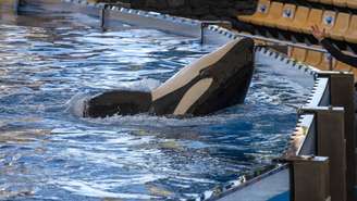 A orca pertence ao grupo dos odontocetos, assim como os golfinhos costeiros mais conhecidos – depositphotos.com / foto-pixel.web.de