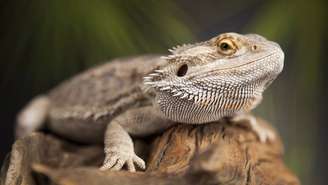 Com a icônica “barba” inflável, Pogona combina aparência imponente e comportamento dócil – depositphotos.com / JanPietruszka
