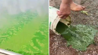 Algas se proliferam no Rio Tietê e fenômeno é registrado em pelo menos 3 cidades do interior de SP