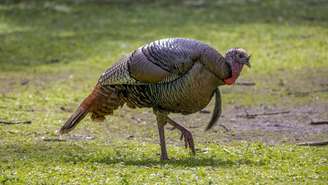 A ave que hoje conhecemos como peru, ou “guajolote” em várias línguas mesoamericanas, ligava-se a conceitos de fertilidade, abundância e poder – depositphotos.com / karelbock