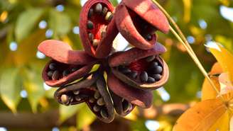 Conhecida como chichá-fedorento, a árvore pode esconder propriedades valiosas para saúde e alimentação – depositphotos.com / rebelzero