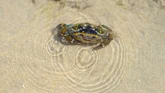 Enquanto o siri nada com patas em forma de remo, o caranguejo caminha e cava no fundo – depositphotos.com / alex.stemmer