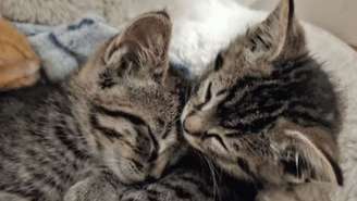 Um funcionário de uma central de gerenciamento de resíduos salvou cinco gatinhos de um trágico destino