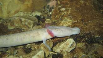 Sem olhos e com metabolismo lento, o “peixe-humano” é um dos habitantes mais fascinantes das cavernas dos Bálcãs – depositphotos.com / nudibranco