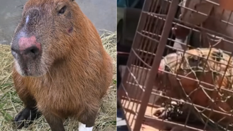 Capivara agredida já consegue ficar de pé após resgate e atendimento