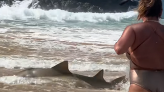 Tubarão encalha em praia de Fernando de Noronha e chama atenção de banhistas