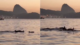 Golfinhos são flagrados por empresário no Rio