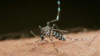 O vírus do chikungunya é transmitido pelo mosquito Tigre na França.