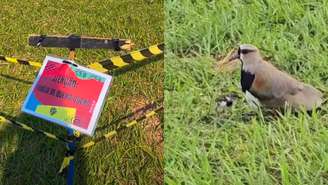 Uma cena inusitada roubou a atenção no Lollapalooza: uma família de passarinhos quero